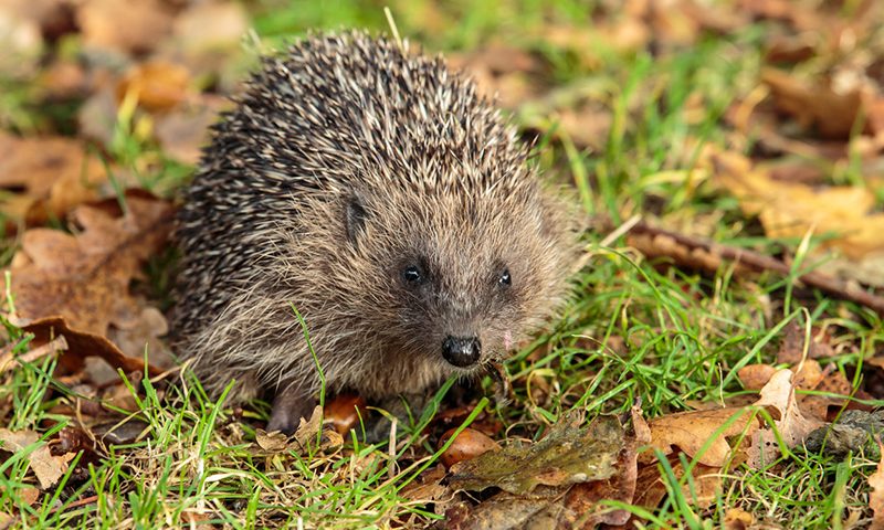 Hedgehog road signs are being introduced to help improve road safety on rural roads in the UK.