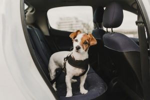 A dog wearing a safety harness and seat belt